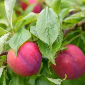 [충북농원] 대석 자두나무 묘목 - 접목묘