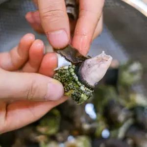 국내산 자숙급냉 자연산 거북손 1kg