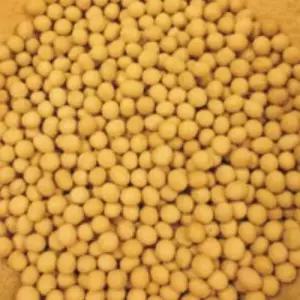 메주콩 곡물 콩 종자 품종 정원 원예 식물 씨앗 30g WA4195E