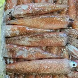 국내산 횟감 생물 한치 1kg 15미내외