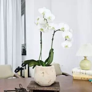 베트남 빈티지 엔티크 미니 롱 볼 토분 화분 14x14cm (WFKAYQ5)