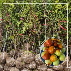 사과대추 나무 묘목 결실주 3년생 다왕자오 분묘 서울농원