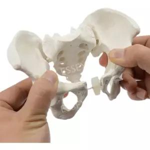 인체해부모형 골반 해부학용 모형 여성 엉덩이