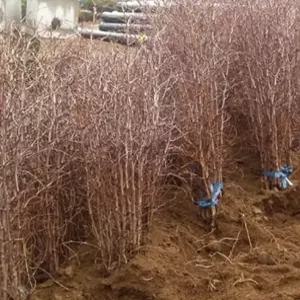 대추나무 보은약대추 일반대추나무묘목 2년생특묘 유실수 약용수 조경수(TB)