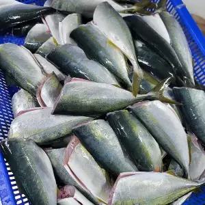 [인정식탁][주문진씨푸드] 소방어회 마르미 350g 3팩 (초장증정)