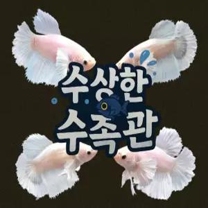 [수상한수족관] [하프문베타 ]솔리드색상 화이트 덤보 하프문 암컷 베타 / 1마리 / 랜덤발송