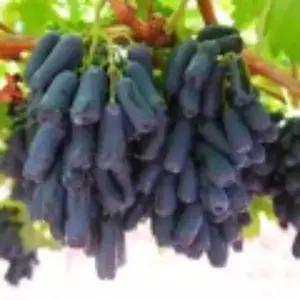 포도나무(블랙사파이어)_접목1년(뿌리묘)/유실수/정원수/묘목/K0130