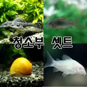 비파1/애플스네일2/코리 3종류중 랜덤 4마리