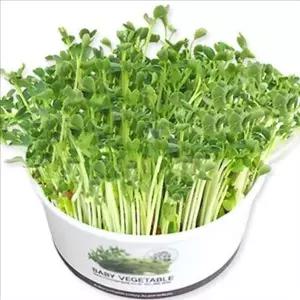 베이비 새싹 채소 키우기 식물 새싹 키우기 세트 씨앗 재배