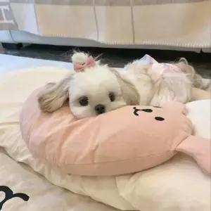 강아지 턱베개 고양이 반려동물 U자형 베개 수면 반달베개 인형 반달