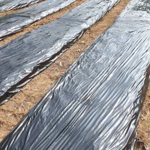 흑색 멀칭비닐 0.08x300x200 농업용 고추 마늘 두꺼운 묘목 비닐