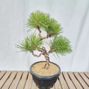 해송 소나무 분재 7년생 정원수 조경수 나무 묘목 키우기