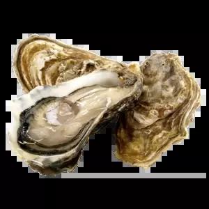 2년생 품질보장 석화굴10kg 하프셀 브러쉬세척 하프셀