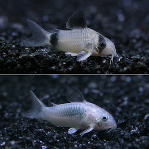 코리도라스 2종세트 [8마리]팬더4/브론즈4 청소부 코리 열대어 관상어 마리아쿠아