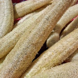 구례 지리산골 국내산 천연수세미 50cm내외 x 3개 친환경 수세미 열매