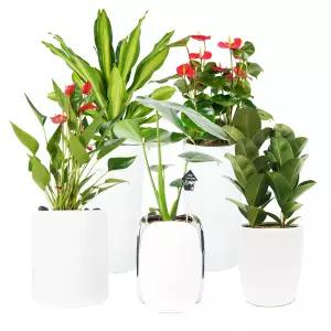 [꽃파는총각]공기정화 반려식물 개업식 화분 집들이 축하선물 꽃파는총각 관엽식물