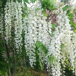 안라사 등나무 접목1년생 특묘 순백색 향기 꽃등나무 개화주 묘목 노지월동 정원조경수 (목하원예조경)