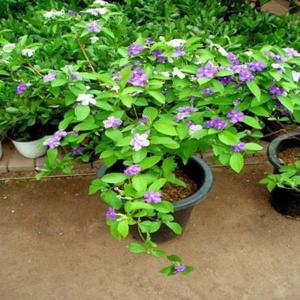 포도밭 자스민 꽃 화분 선물 인테리어