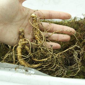 강원도 산양삼 장뇌삼 장내삼 7년산 8년산 퇴원선물 첫인사선물