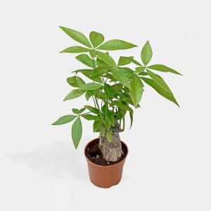 마이플랜트 파키라 중형 관엽식물 인테리어 공기정화식물