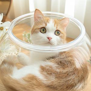 캐티맨 액체냥의 비밀어항 대형 숨숨집 고양이 투명 쿠션 하우스