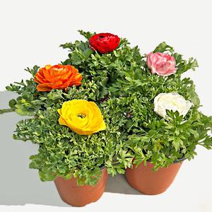 라넌큘러스 소형 꽃모종 화단 화초 키우기 인테리어 공기정화 식물