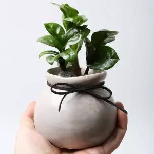 아트박스/러브피어리 잔지바 모코(Zanzibar Moko) 보석 금전수 미니 화분