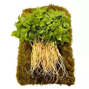 명품 새싹삼 새싹인삼 100뿌리