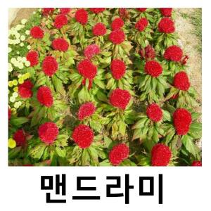 맨드라미 꽃 야생화 4치포트 25개묶음