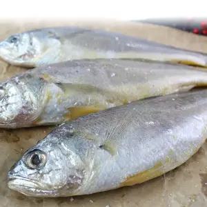 [제주직송] 제주 참조기 (대) 10마리(2팩)