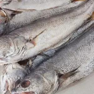 국내산 반건조 민어 4미