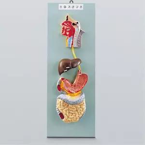 음식물 소화 인체 내부장기 소화계 구조모형 소화기모형 창의력 두뇌개발 과학물품