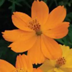 야생화씨앗 황코스모스 혼합 꽃씨 1리터 혼합종자 혼합꽃종자 (WFKBYRU)