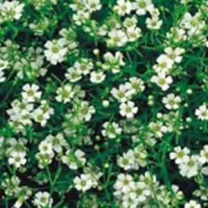 30개입 꽃씨 소포장 안개꽃종자 야생화꽃씨 안개초씨앗 (WFKBYUE)