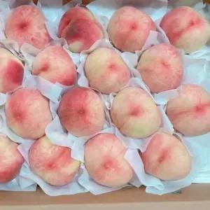 복숭아(경봉) 4년생 결실주 1주