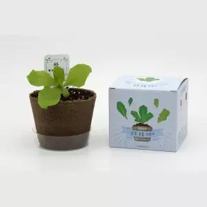 5인세트 학교 유치원 유아작은농장 어린이식물 상추모종키우기 생물실험