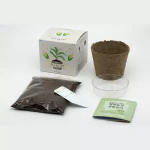 5인세트 초등학교 어린이식물키우기 옥수수모종DIY 자연과학 식물키트