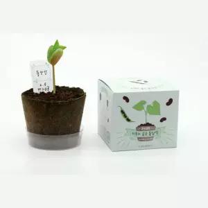 5인세트 초등학교 어린이식물 작은농장 강낭콩 모종키우기 식물성장일지