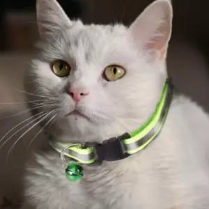 고양이 목걸이 6컬러 반려동물 방울 인식표 야간 빛 반사 인쇄