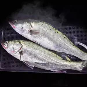 찐민어 국내산 반건조 민어 특대 5미 제수용 말린 생선 요리
