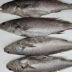 반건조 민어 선물세트 5미