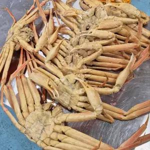 자숙대게 대게찜 러시아 자숙 마가단 대게 찜 3kg 2-3미