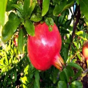 석류나무(태산석류)_삽목2년(3주묶음)/유실수/정원수/묘목/K0103