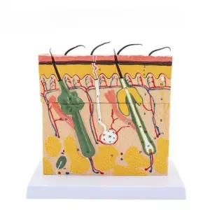 피부 모형 조직 피부과 모낭 50배 확대 단면