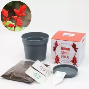 세트 사루비아 완효성비료 흙 씨앗 우드팟 식물인테리어 거실화분 인테리어화분