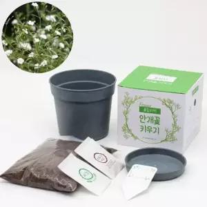 안개꽃 씨앗 완효성비료 세트 흙 우드팟 식물인테리어 거실화분 인테리어화분