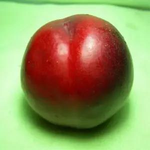 유실수 묘목/ 복숭아 천홍(천도복숭아) 접목1년 /두개묶음  KJ135