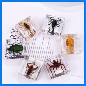 6pcs 정사각형 수지 곤충 새로운 학생 교육 보조 도구 동물 표본 앰버 수공예품 장식품 홈 장식