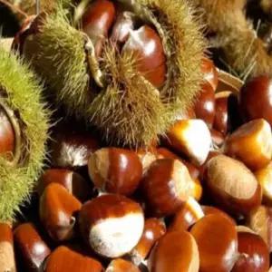 밤나무(포르단) 접목묘목 1주 /조생종/튼튼한 정품