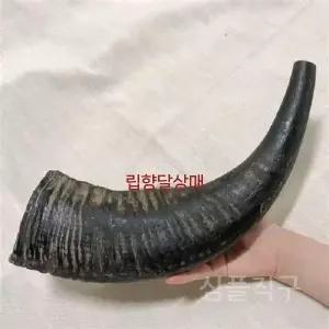 뿔피리나팔 전통 뱃고동 혼 연습용 디자인 관악기 악기 코셔 나팔 진격 양각 내추럴